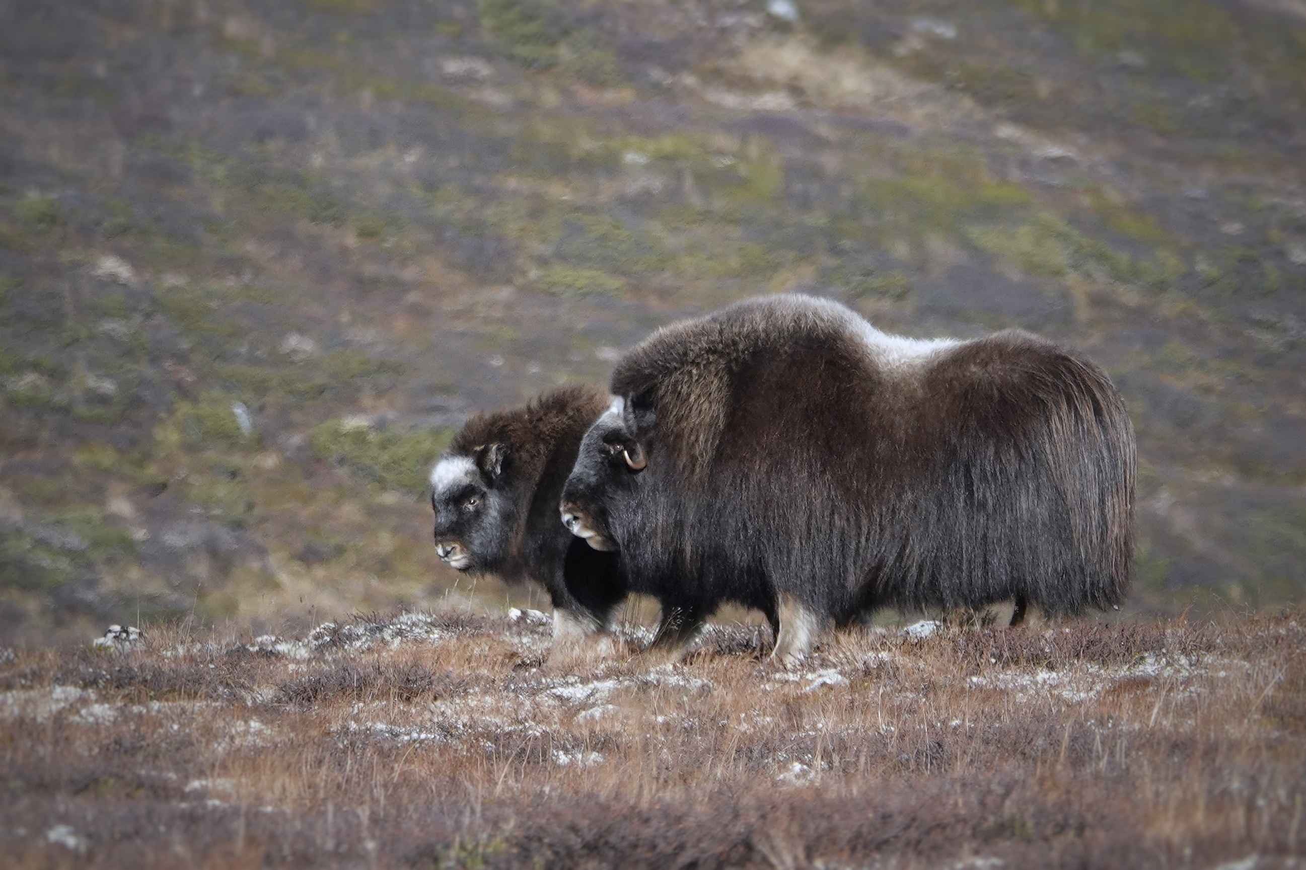 Bœuf musqué dans le Dovrefjell